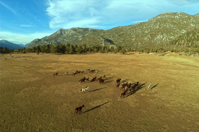 Eynif Ovası'nın yılkı atları belgesele konu oluyor