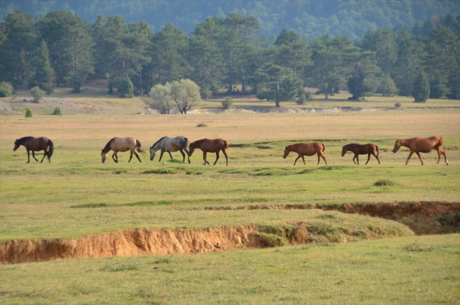 Eynif Ovası'nın yılkı atları belgesele konu oluyor