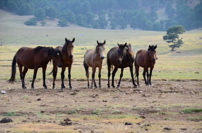 Eynif Ovası'nın yılkı atları belgesele konu oluyor
