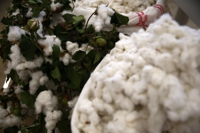 Çukurova'da pamuk eski günlerine dönüyor