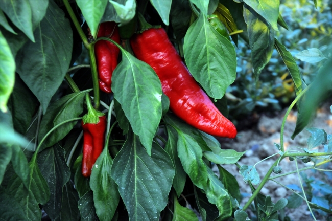 Biber salçasının sofraya lezzetli yolculuğu