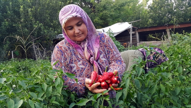 Biber salçasının sofraya lezzetli yolculuğu