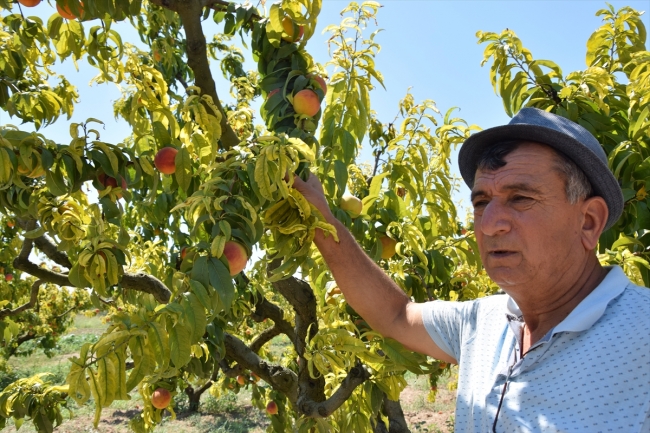 Osmaneli'de şeftali ve üzüm bereketi yaşanıyor