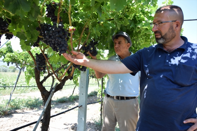 Osmaneli'de şeftali ve üzüm bereketi yaşanıyor