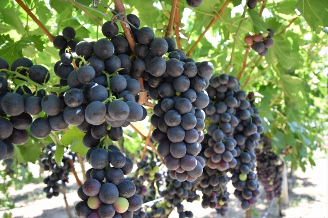 Osmaneli'de şeftali ve üzüm bereketi yaşanıyor