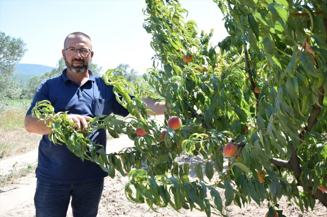 Osmaneli'de şeftali ve üzüm bereketi yaşanıyor