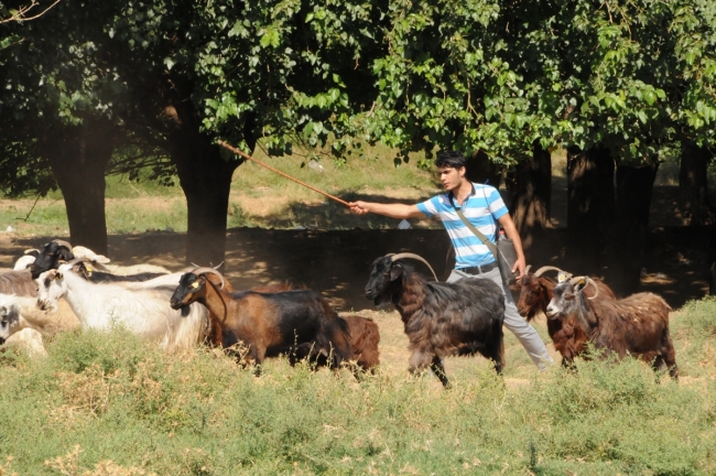 Diyarbakırlı çobanın hayali İngilizce öğretmeni olmak