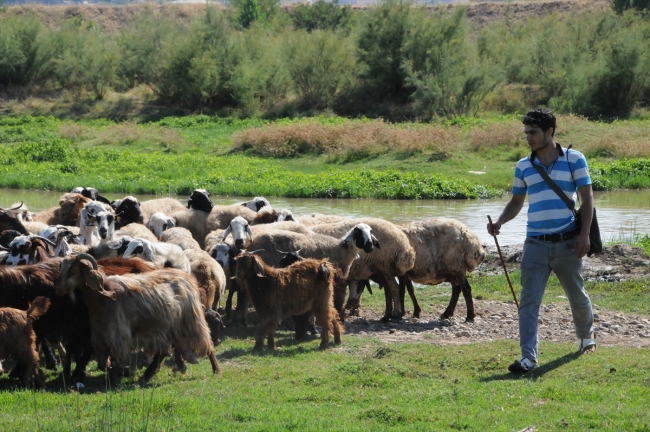 Diyarbakırlı çobanın hayali İngilizce öğretmeni olmak