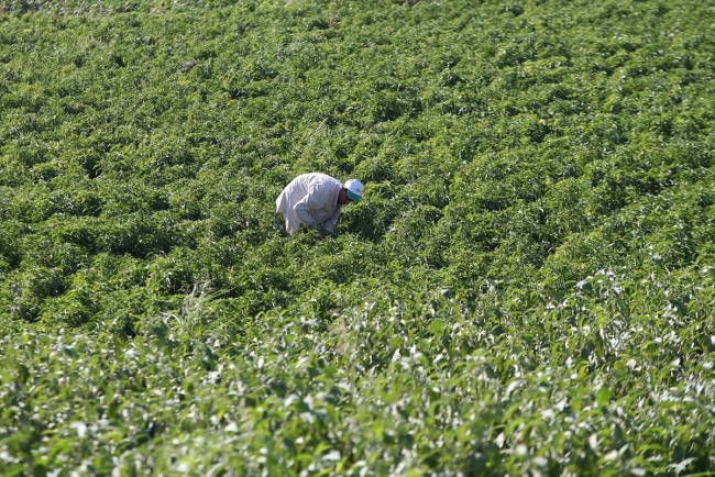 "Göbeklitepe çiftçisi" bölgede turizmin canlanmasından memnun