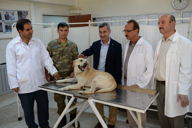 Mayın arama köpeklerine bakım ve tedavi yapıldı