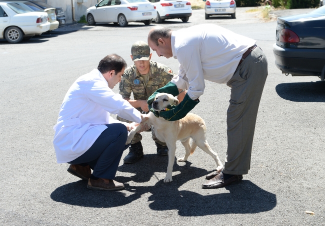 Mayın arama köpeklerine bakım ve tedavi yapıldı
