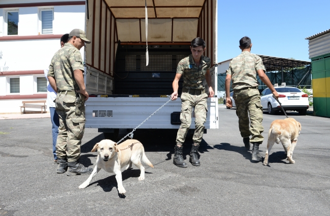 Mayın arama köpeklerine bakım ve tedavi yapıldı