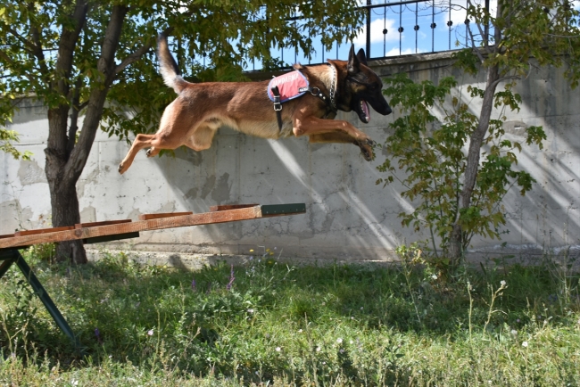 Narkotik köpeği "Obur" patlayıcılara geçit vermiyor