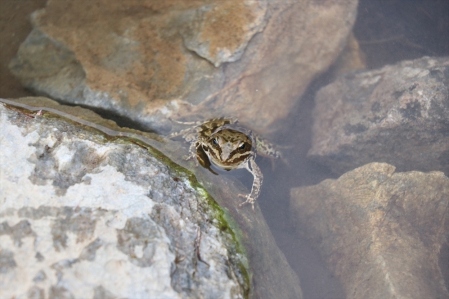 Bolkar Dağları'nda yaşayan Toros kurbağası ilgi odağı oldu