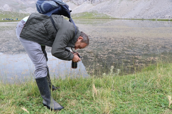 Bolkar Dağları'nda yaşayan Toros kurbağası ilgi odağı oldu