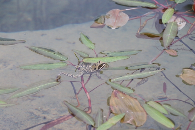 Bolkar Dağları'nda yaşayan Toros kurbağası ilgi odağı oldu