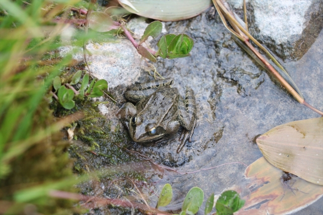 Bolkar Dağları'nda yaşayan Toros kurbağası ilgi odağı oldu