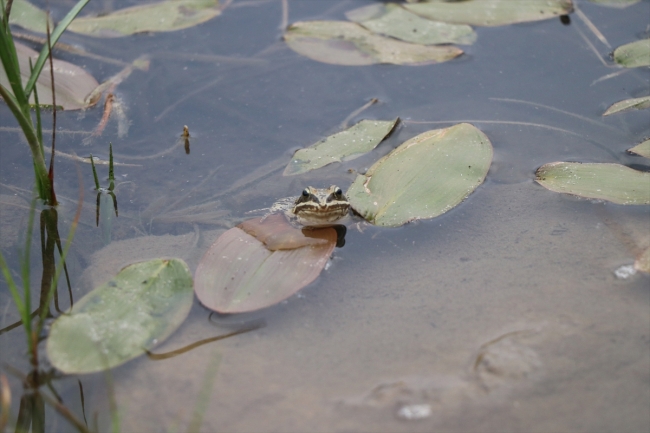 Bolkar Dağları'nda yaşayan Toros kurbağası ilgi odağı oldu