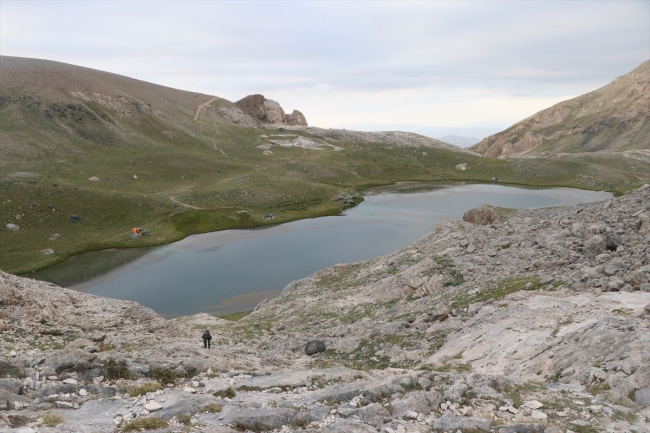 Bolkar Dağları'nda yaşayan Toros kurbağası ilgi odağı oldu