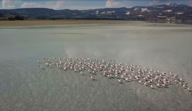 Burdur Yarışlı Gölü'nde flamingo yoğunluğu