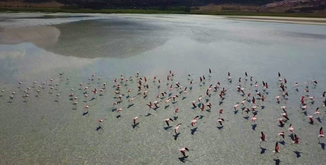 Burdur Yarışlı Gölü'nde flamingo yoğunluğu