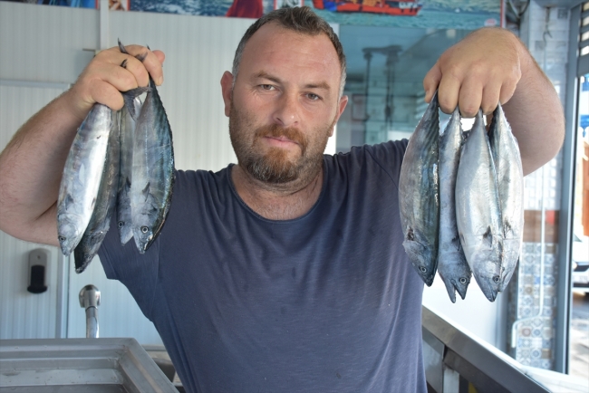 Sezonun ilk palamutları tezgahlarda yerini aldı