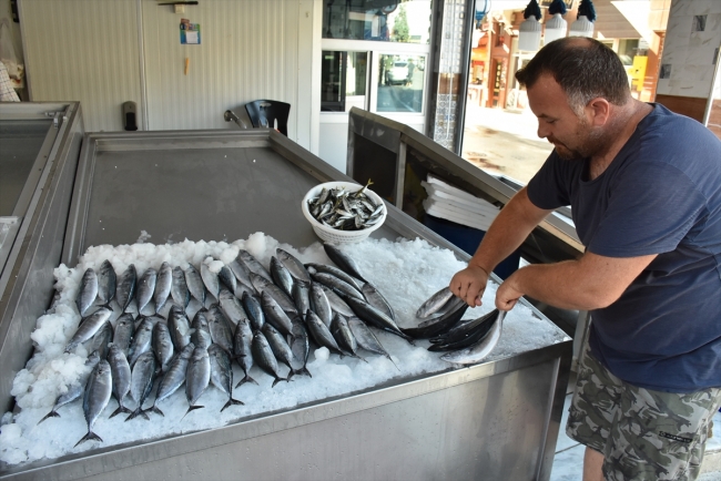 Sezonun ilk palamutları tezgahlarda yerini aldı