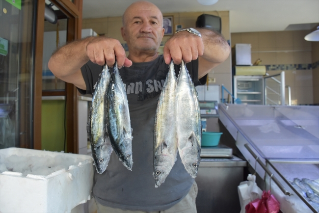 Sezonun ilk palamutları tezgahlarda yerini aldı