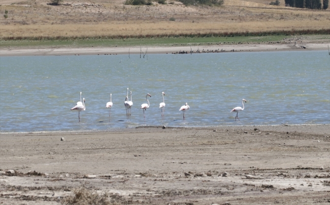 Yozgat Gelingüllü Baraj Gölü kuş cennetine dönüşüyor
