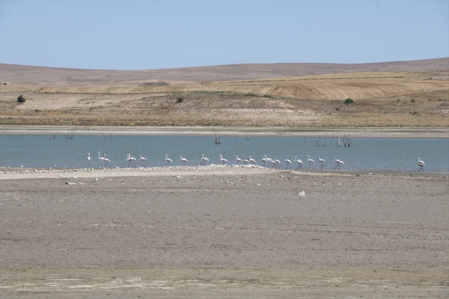 Yozgat Gelingüllü Baraj Gölü kuş cennetine dönüşüyor