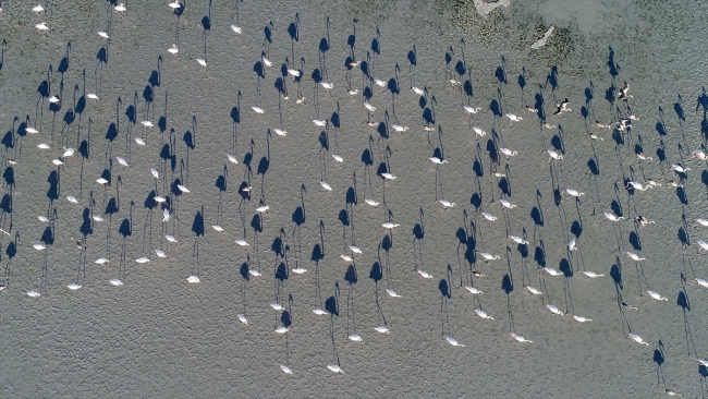 Turistlerin gözdesi Tuz Gölü'nü flamingolar süslüyor