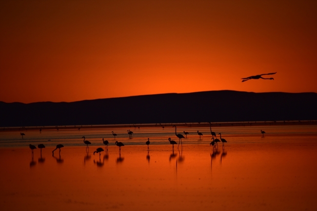 Turistlerin gözdesi Tuz Gölü'nü flamingolar süslüyor