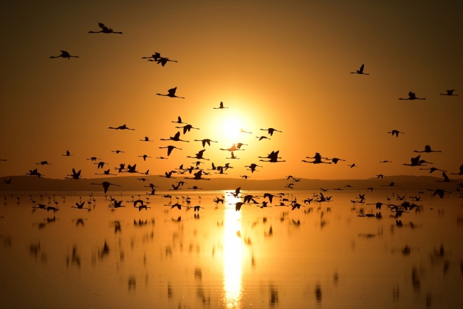 Turistlerin gözdesi Tuz Gölü'nü flamingolar süslüyor