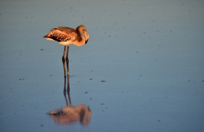 Turistlerin gözdesi Tuz Gölü'nü flamingolar süslüyor
