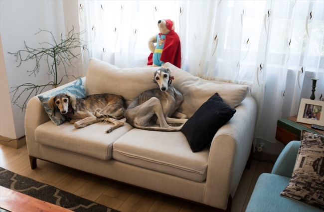 Bayram tatilinde evcil hayvanlar güvenilir ellere emanet