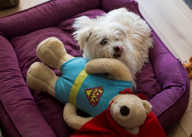 Bayram tatilinde evcil hayvanlar güvenilir ellere emanet