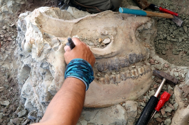 Çankırı'da 15 türde 140 parça fosile ulaşıldı