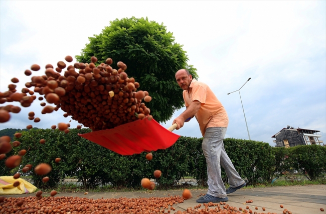 Trabzon sahil yolu fındıkla renklendi