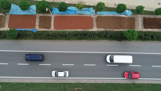 Trabzon sahil yolu fındıkla renklendi