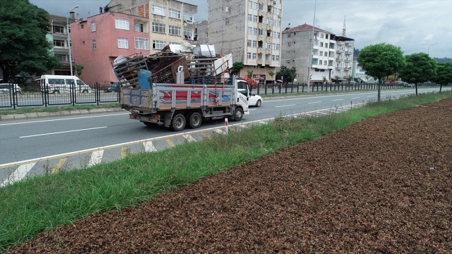 Trabzon sahil yolu fındıkla renklendi