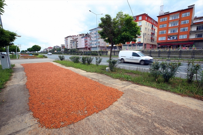 Trabzon sahil yolu fındıkla renklendi