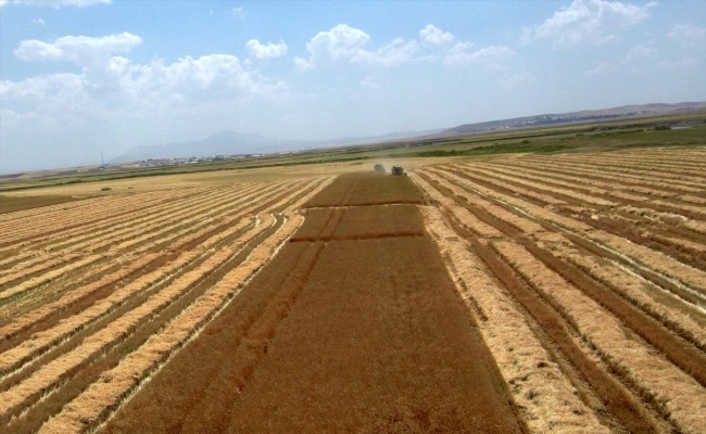 Muş Ovası'nda 28 yıldır devam eden zorlu mesai