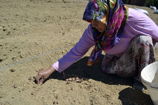 Safran tohumlarının tarlaya ekimi başladı