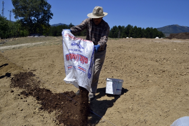Safran tohumlarının tarlaya ekimi başladı