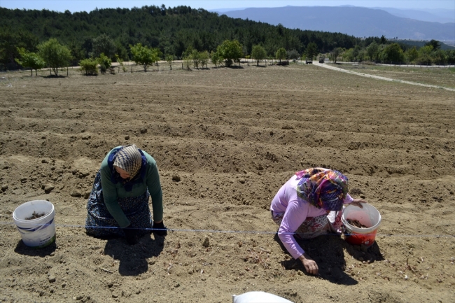 Safran tohumlarının tarlaya ekimi başladı