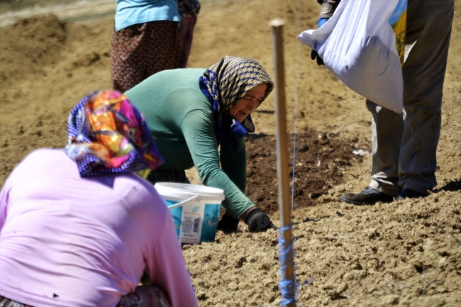 Safran tohumlarının tarlaya ekimi başladı
