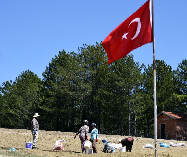 Safran tohumlarının tarlaya ekimi başladı