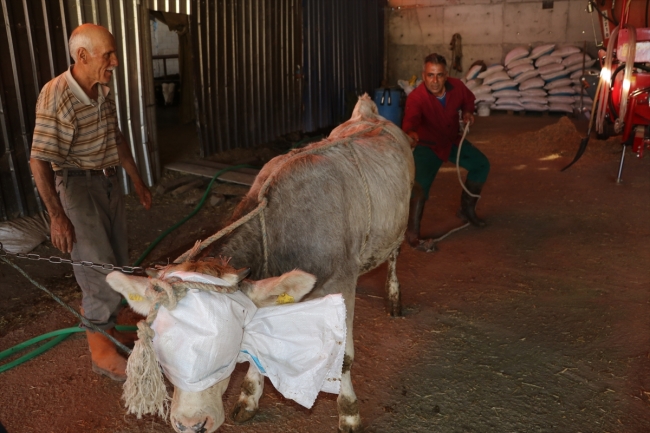 Tecrübeli kasap kurban yatırma tekniğini anlattı