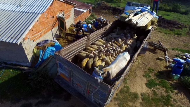 Trakya'dan İstanbul'a kurbanlık sevkiyatı devam ediyor