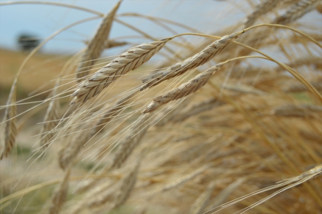 Siyez buğdayı 3000 yıl sonra Frigya'da üretildi